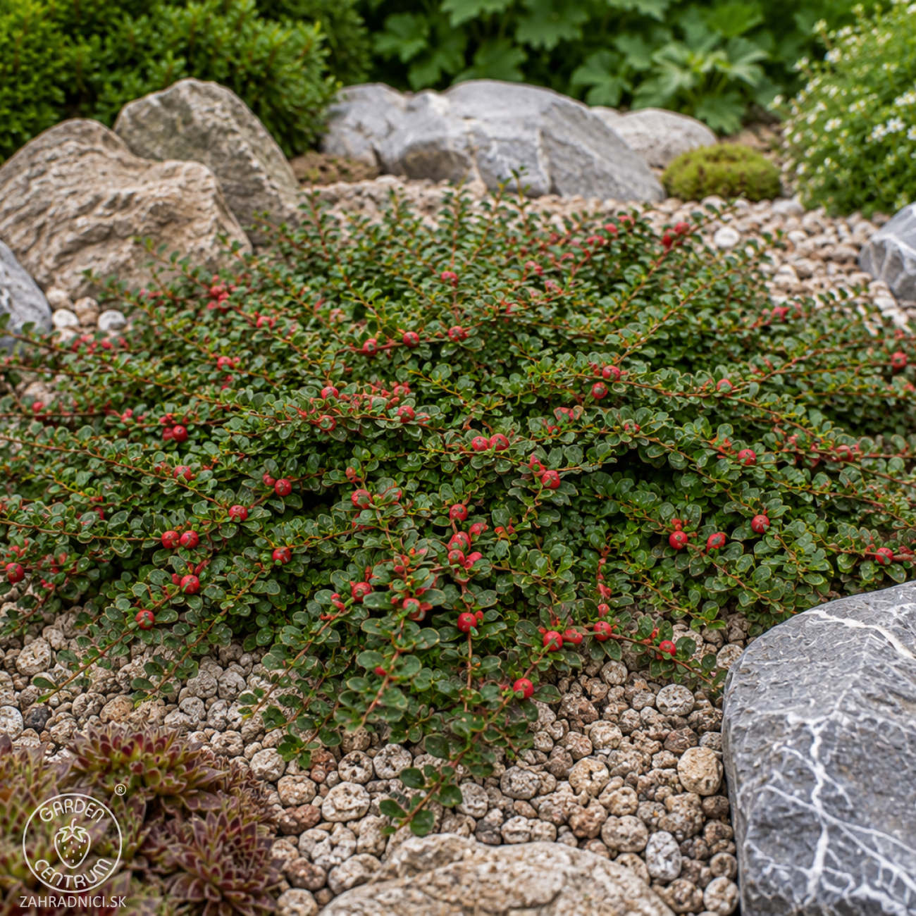 Obrázok Skalník drobnolistý (Cotoneaster procumbens) ´QUEEN OF CARPET´ - výška 10-15 cm ⌀ 10-20 cm, kont. C2L